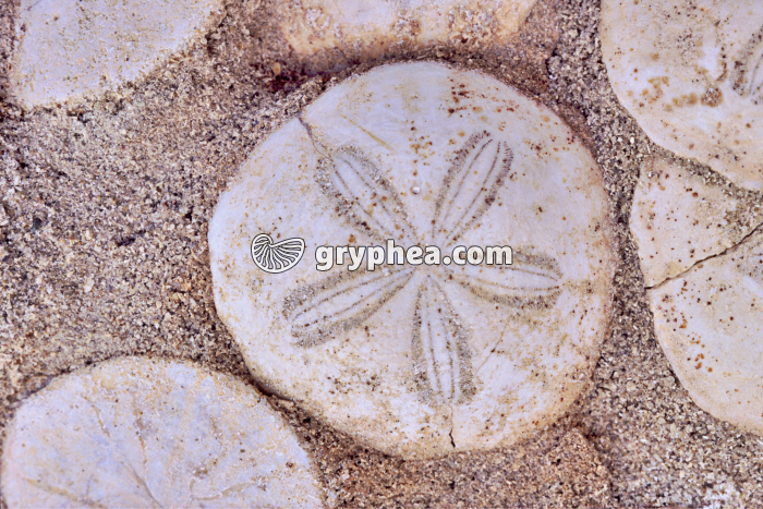 Oursin fossile (Scutella sp.) - gryphea.com